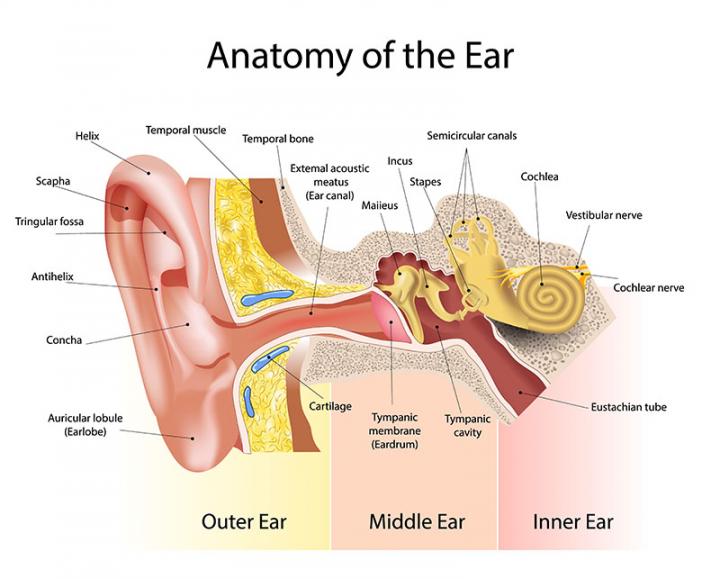Anatomy of the ear - How We Hear